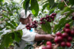 SCAP Asociación de Cafés Especiales de Panamá